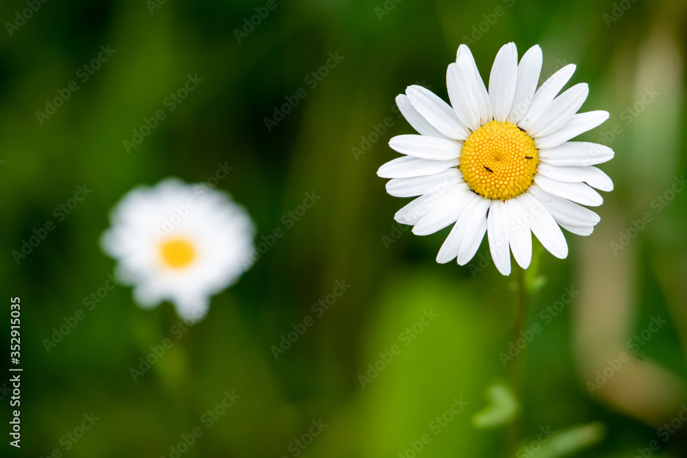 A beautiful and bright white daisy flower in the green grass A beautiful and bright white daisy flower in the green grass