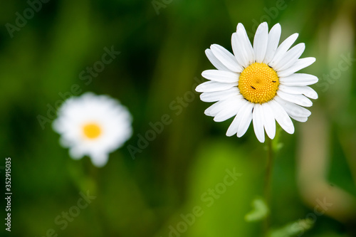 A beautiful and bright white daisy flower in the green grass