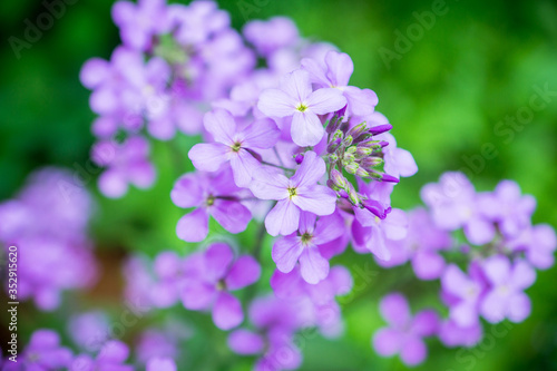 Hesperis matrolnalis flowers blooming in the garden. Selective focus. Shallow depth of field.