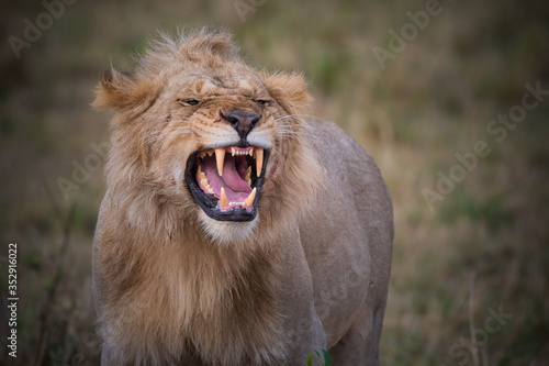 Foto Young lion roaring in the reserve Masai Mara