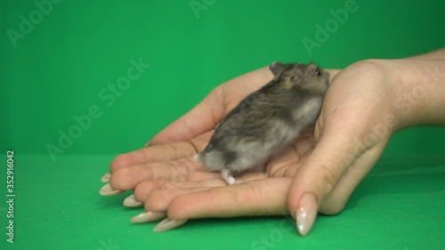 hamster and human palms on a green screen