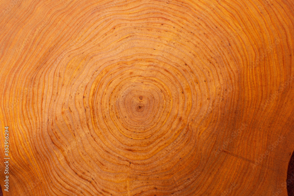 stump of Alnus tree felled - section of the trunk with annual rings stump of Alnus tree felled - section of the trunk with annual rings