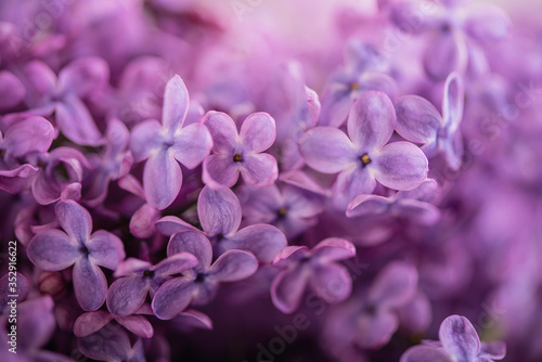 close up of lilac flowers filled frame detail 
