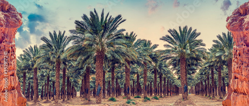 Panorama with red rocks and industrial plantation of date palms,  image depicts Middle East agriculture industry in desert areas photo