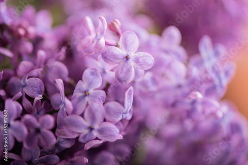 close up of lilac flowers filled frame detail 