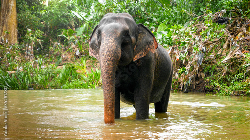 Photography Adult indian elephant crossing small river in tropical jungle forest on Sri Lank