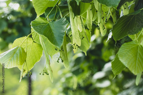 Linden tree branch in spring. Tilia, lime bushes. Texture, background of green leaves.