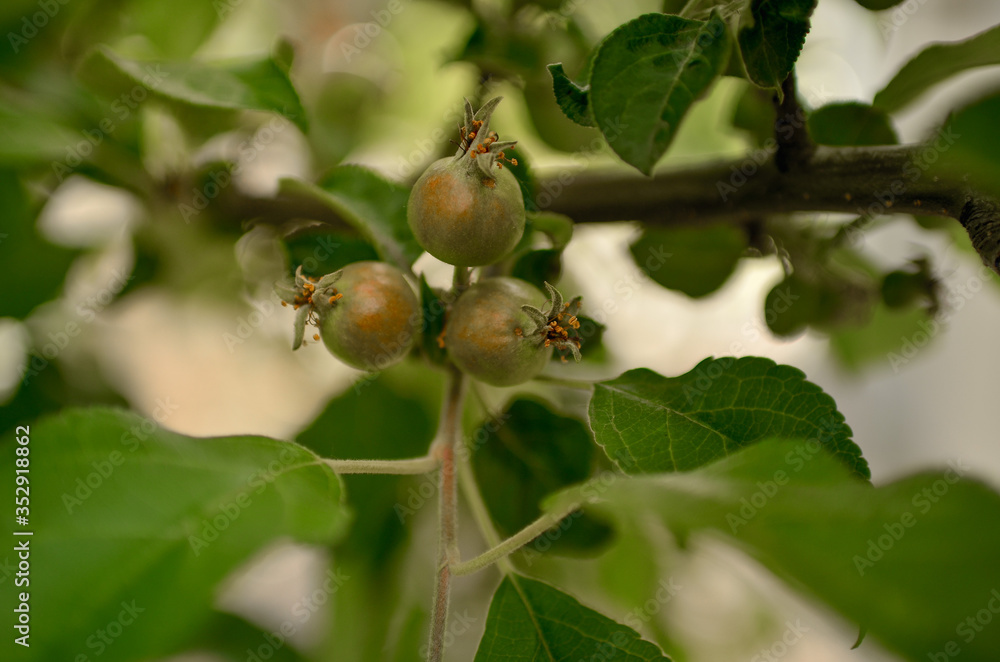 Small apples on tree branches.
Small apples on tree branches.