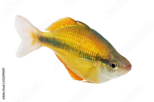 Lake Tebera rainbowfish Aquarium fish Melanotaenia herbertaxelrodi 
