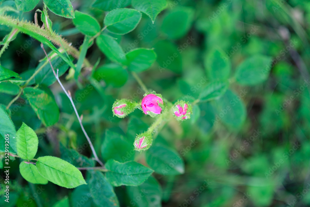 Pink garden rose blossom on blurry background Pink garden rose blossom on blurry background