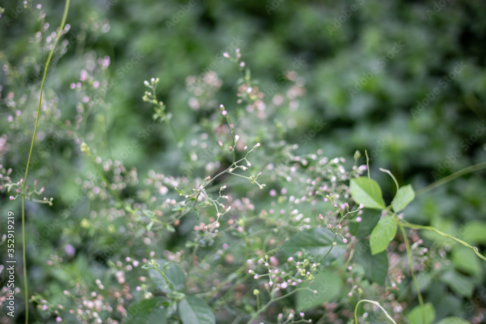 Stevia flowers blooming in the herb garden Stevia flowers blooming in the herb garden