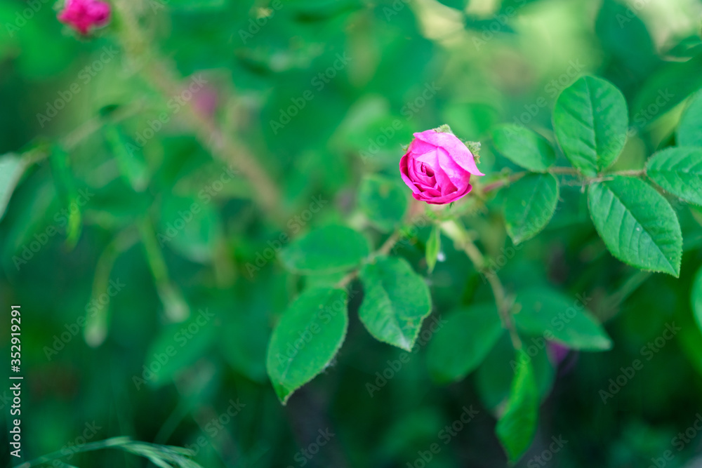 Pink garden rose blossom on blurry background Pink garden rose blossom on blurry background