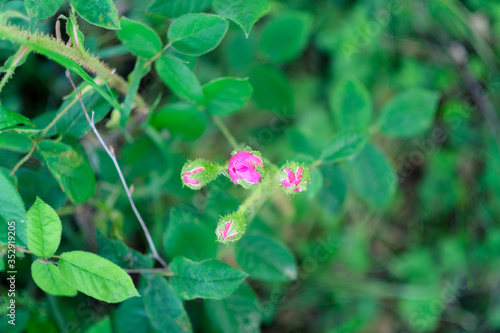 Pink garden rose blossom on blurry background