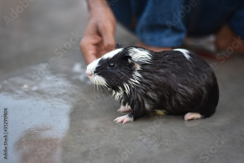 man giving a bath for our guinea pig with water and shampoo at home, Love Animals  
