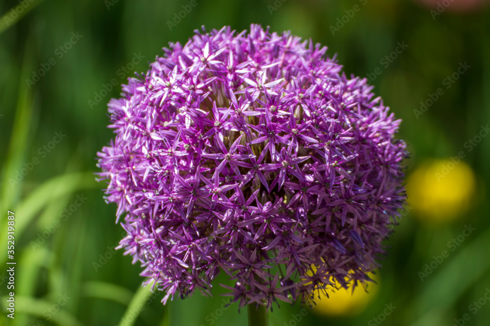 Allium, Close up of a beautiful flower in the garden at spring time Allium, Close up of a beautiful flower in the garden at spring time