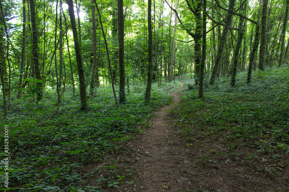 Green fresh leaves city park trees with walking road calm nature relax time outdoor ecology concept