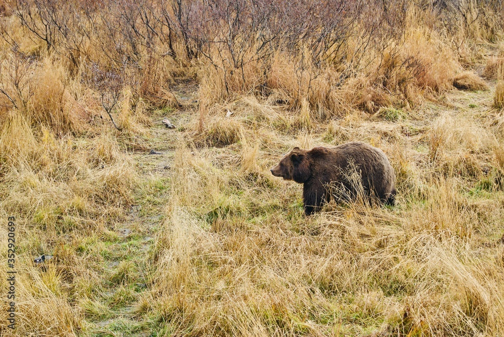 Oso Pardo Oso Pardo