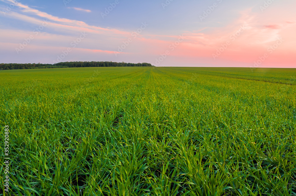 Obraz premium Green wheat field in spring and young shoots of wheat in the foreground
