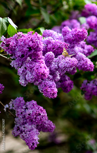 butterfly on purple blooming lilac in the garden