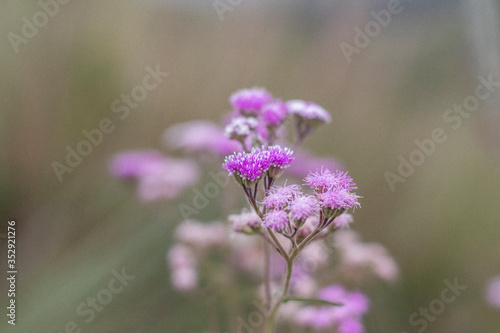 flores cerrado brasileiro