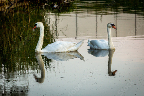 swans on the lake