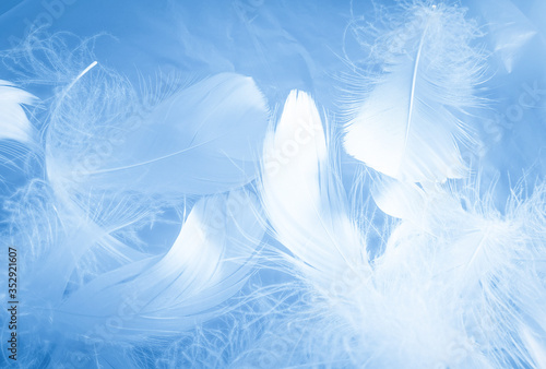 Beautiful abstract colorful white and blue feathers on white background and soft white feather texture on blue pattern and blue background, feather background, blue banners
