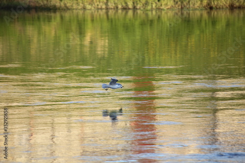 A gull with large wings flies over the water with a reflection of the green grass river Bank