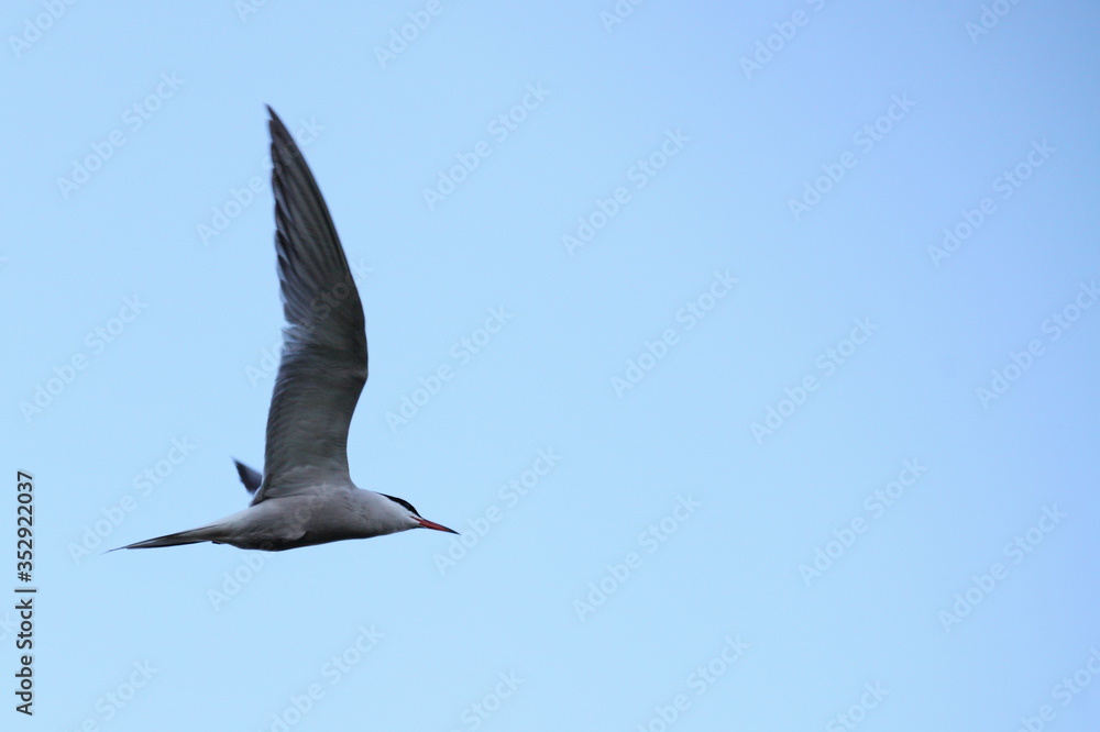 Obraz premium Close up seagull with large wings flies against a clear blue sky with space for text
