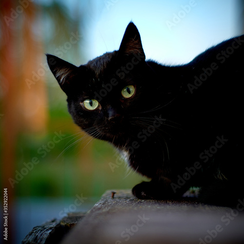 black cat with yellow eyes