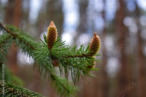 close up of pine needles