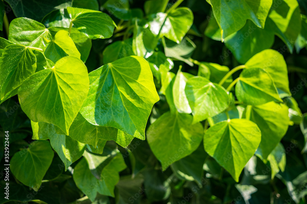fresh green leaves fresh green leaves