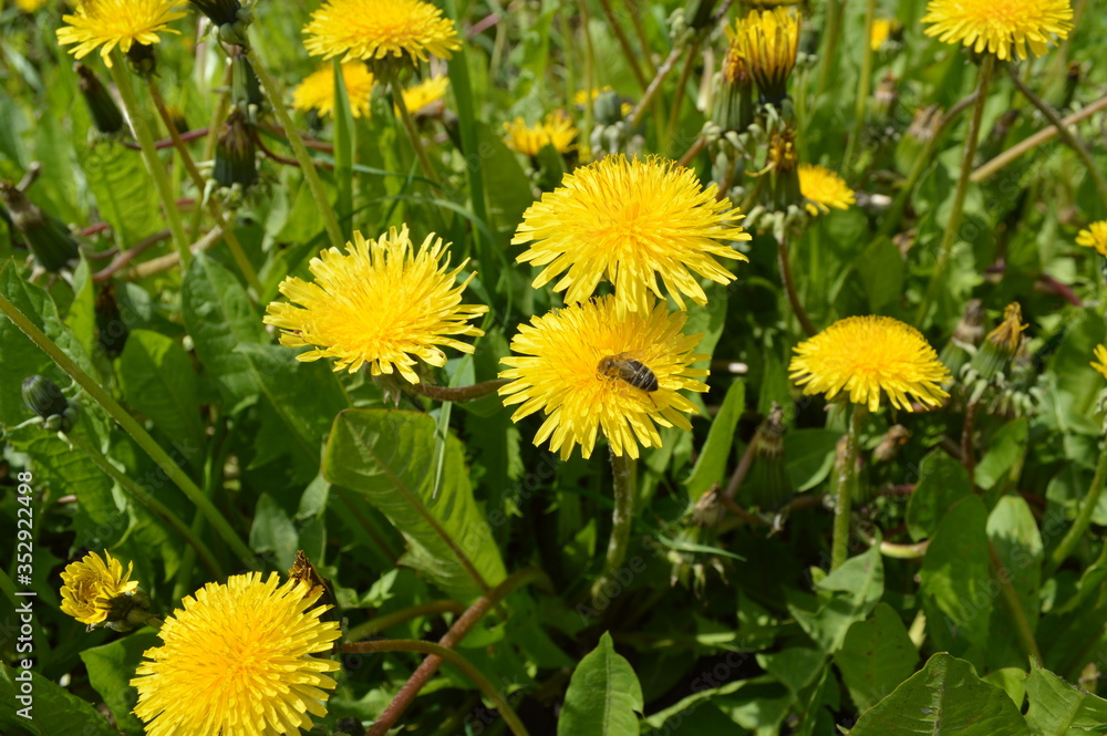 Yellow flowers bloomed on the field. Dandelions. bees collect honey Yellow flowers bloomed on the field. Dandelions. bees collect honey