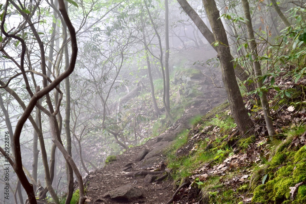 foggy mountain trail