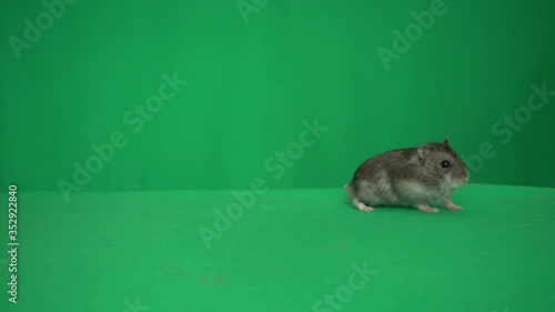 hamster on a green screen