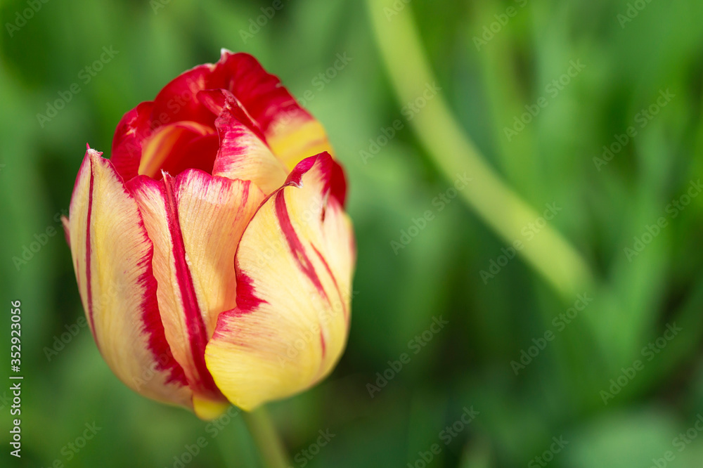 Bright tulip on background of the green herb by springtime Bright tulip on background of the green herb by springtime