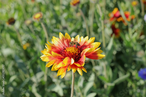 A small bee that sits on a single flower in Sunny summer weather