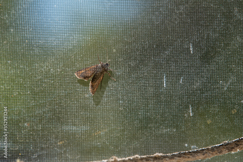 A Miller moth rests on a window screen inside a house during its seasonal migration