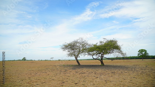 The Savana Bekol aluran National Park in Banyuwangi, Indonesia photo