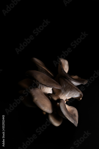mushrooms on a black background