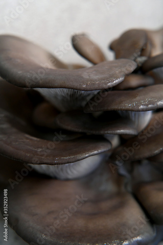 macro mushrooms
