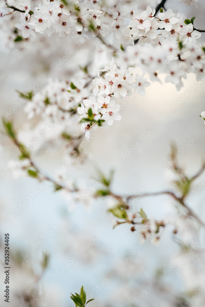 Snow-white flowers of a cherry on branches. Cherry blossom in early spring. Photograph taken at shallow depth of field. Snow-white flowers of a cherry on branches. Cherry blossom in early spring. Photograph taken at shallow depth of field.