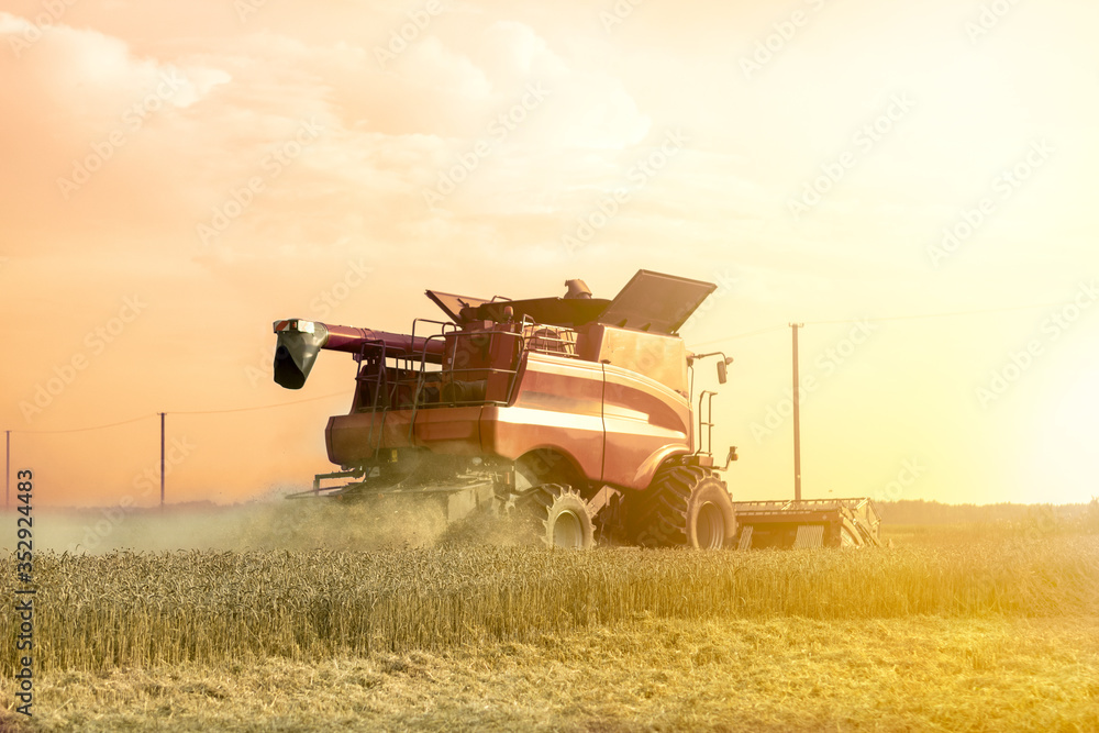 Fototapeta premium Harvester is working during harvest time in the farmer’s fields, machine is cutting grain plants at sunset, agriculture concept