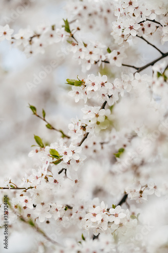 Fototapeta Naklejka Na Ścianę i Meble -  Snow-white flowers of a cherry on branches. Cherry blossom in early spring. Photograph taken at shallow depth of field.