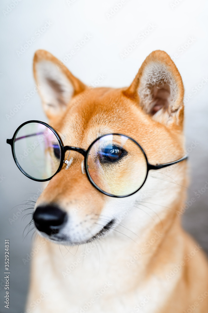  Portrait of a shiba inu dog in large transparent round glasses. A dog with a smart, intelligent and businesslike look looks into the camera lens