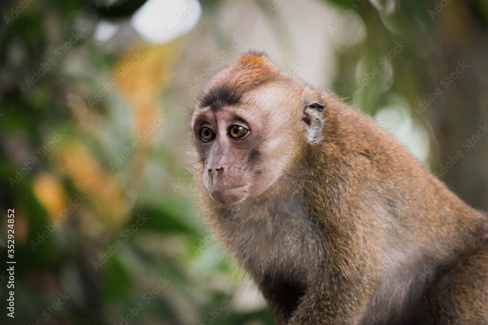 A curious monkey in an local province of the Philippines A curious monkey in an local province of the Philippines