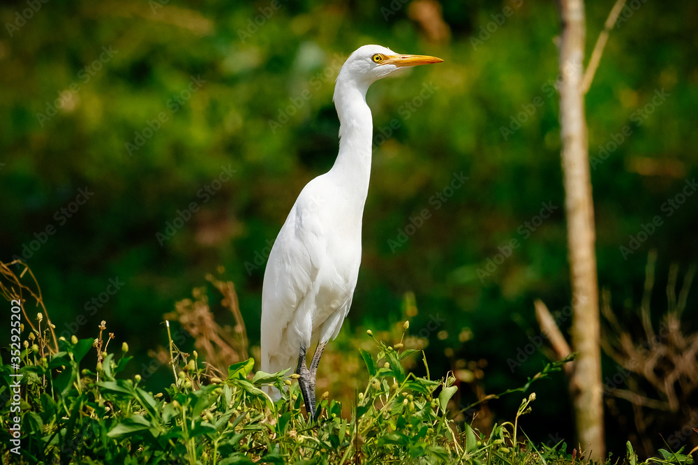 An egret looking for a target An egret looking for a target
