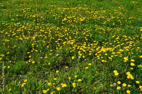 Yellow flowers bloomed on the field. Dandelions.