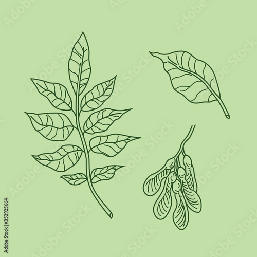 Simple line drawing of ash tree branch leaf and keys