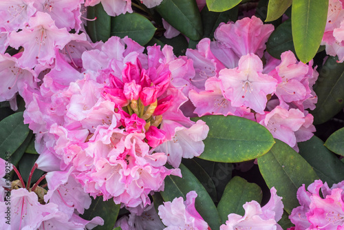 Rhododendron Comte du Parc / Rhododendron Yakushimanum Conte du Parc, close up of pink flowers in spring photo