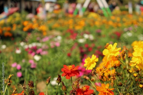 field of flowers © Subham